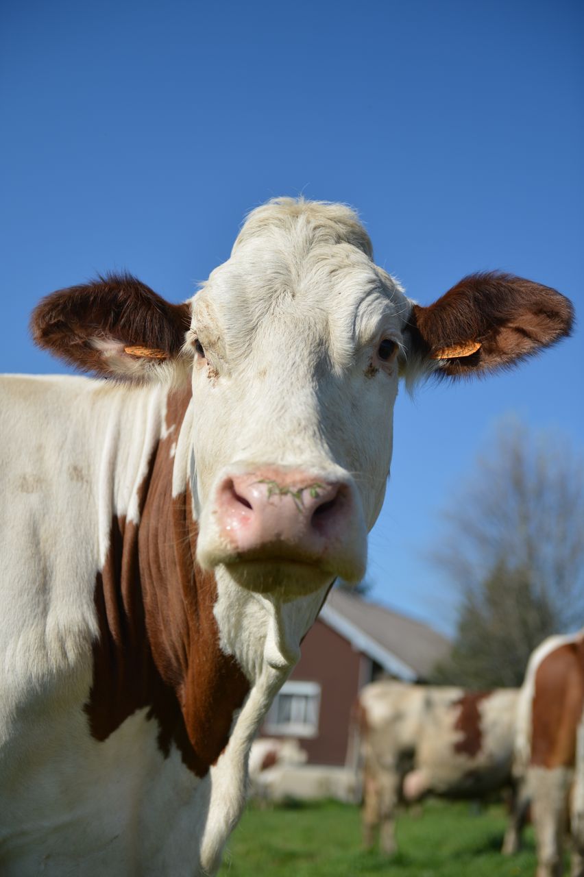Faune Vache Montbéliarde 1124